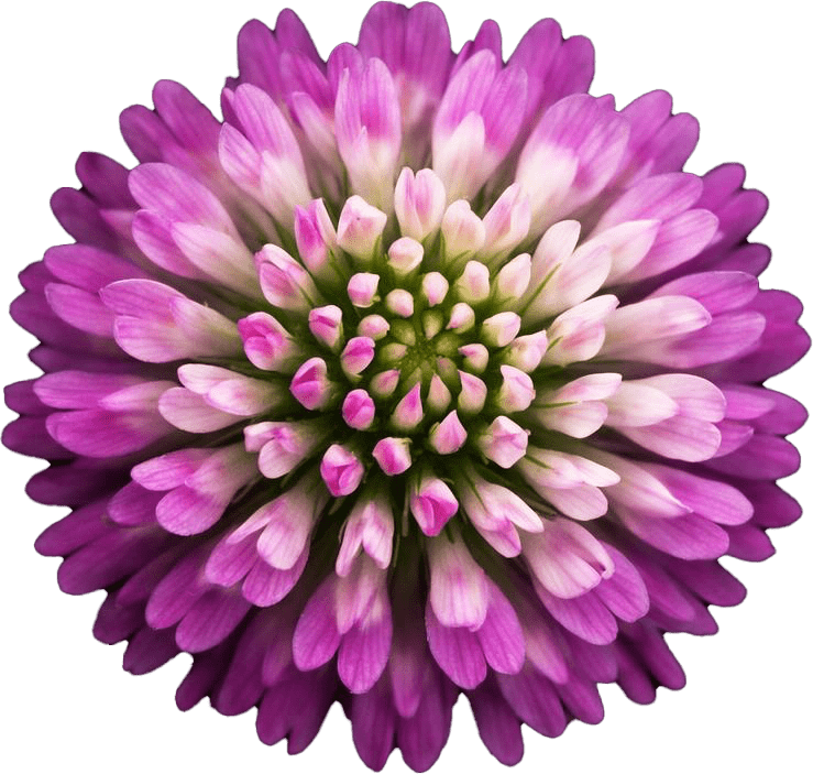 クローバーの花