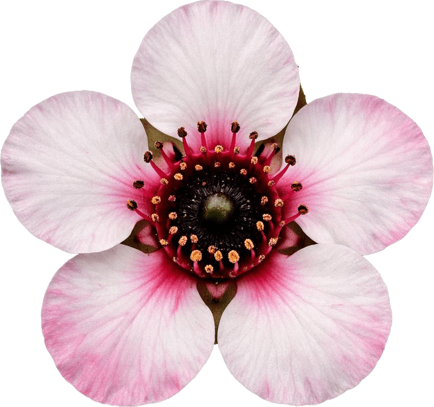 マヌカの花