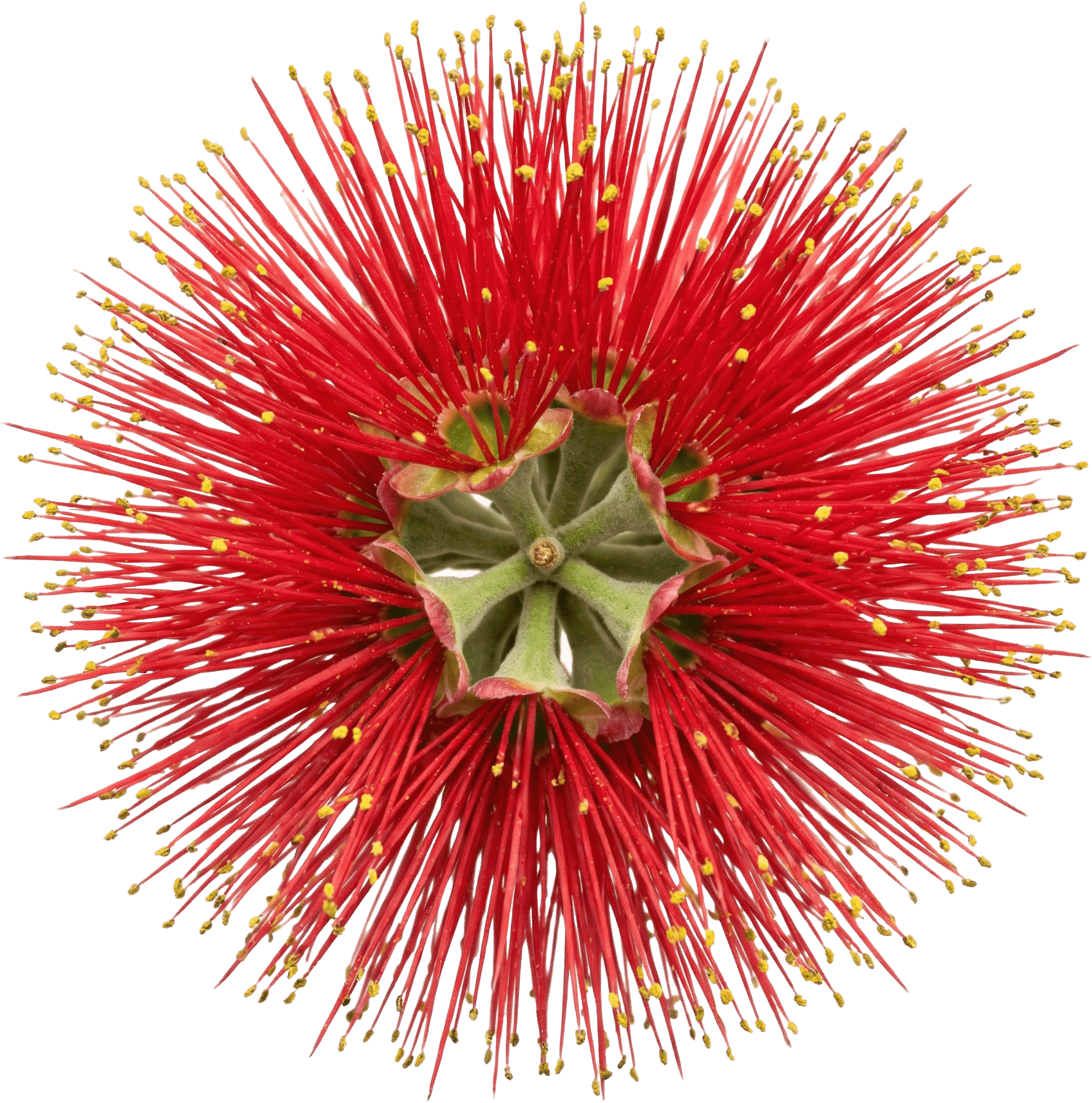 ポフツカワの花