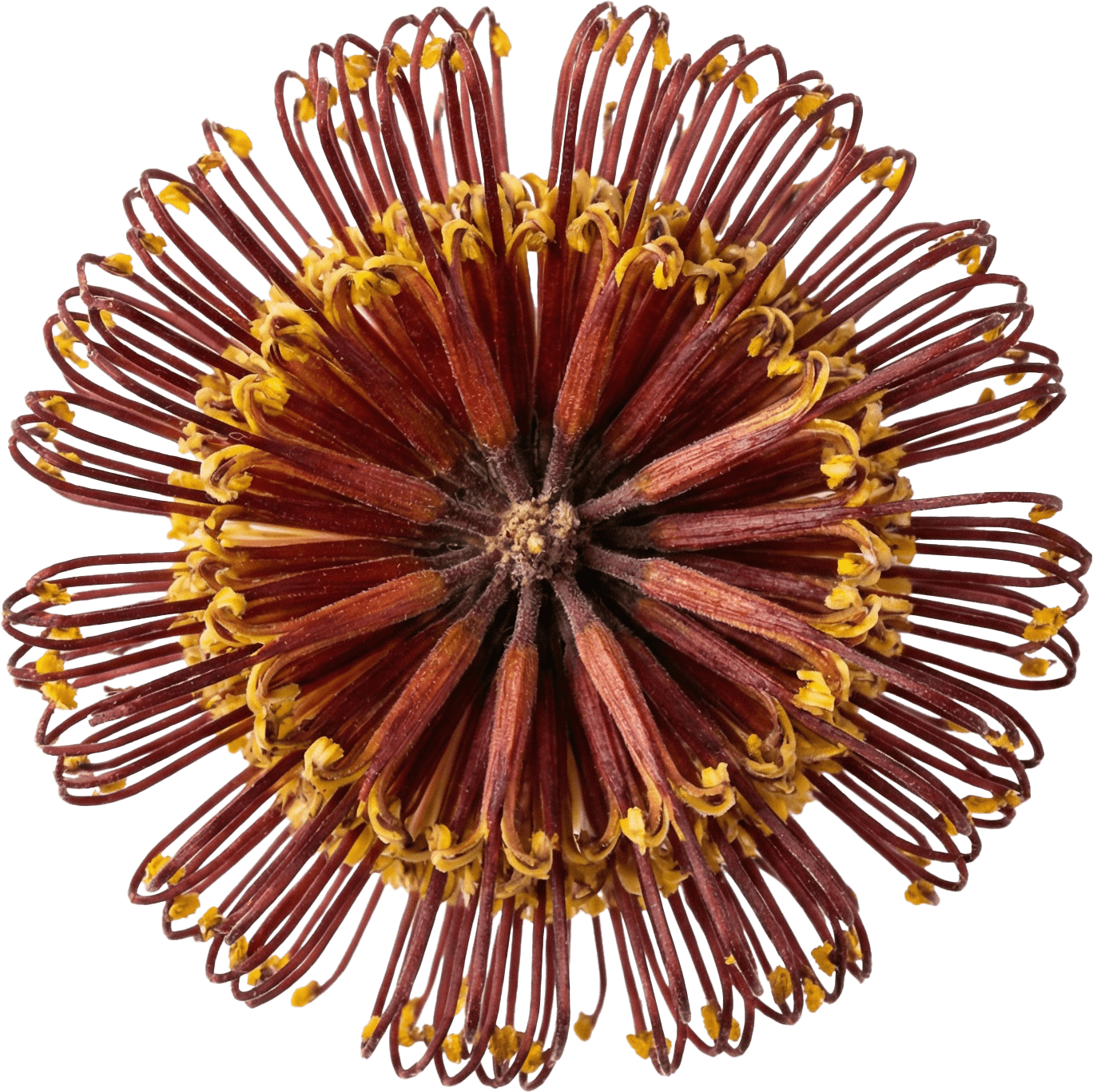 レワレワの花
