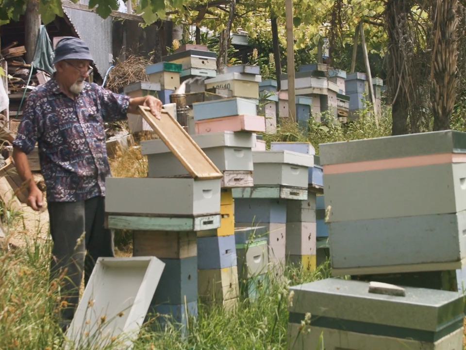 養蜂場で作業する人と蜂箱